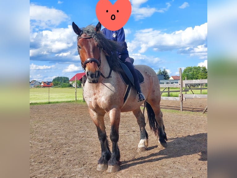 Sang froid allemand rhénan Hongre 8 Ans 167 cm Aubère in Drahnsdorf