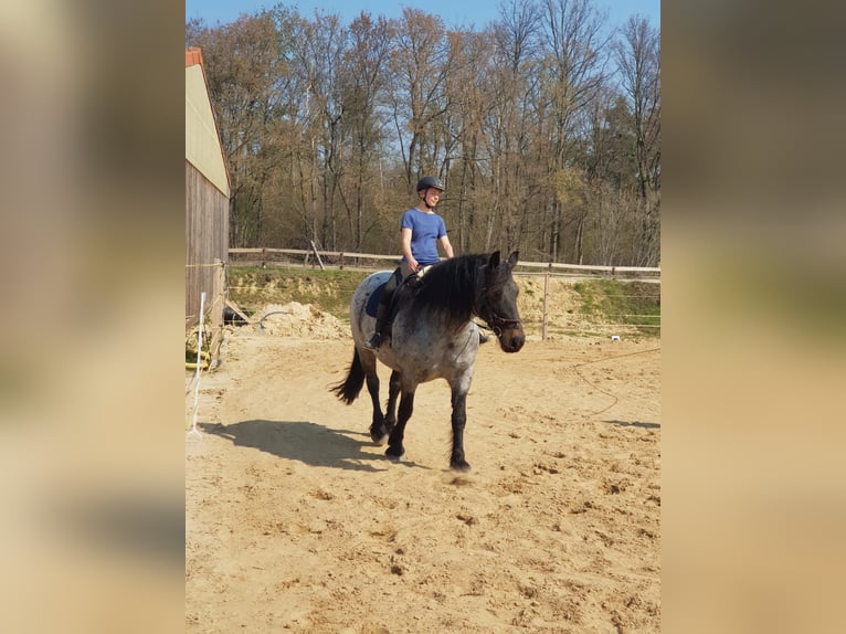 Sang froid allemand rhénan Croisé Jument 12 Ans 155 cm Rouan Bleu in Wiesenburg