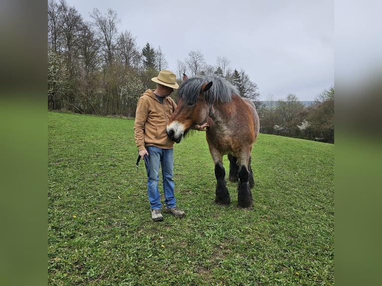 Sang froid allemand rhénan Jument 13 Ans Gris (bai-dun) in Lauterach