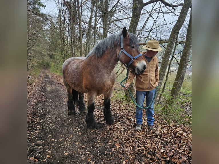 Sang froid allemand rhénan Jument 13 Ans Gris (bai-dun) in Lauterach