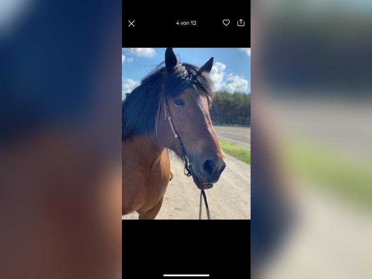Sang froid allemand rhénan Jument 14 Ans 170 cm Bai in Lehrte