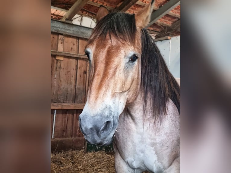 Sang froid allemand rhénan Jument 16 Ans 160 cm Gris (bai-dun) in Nordkirchen