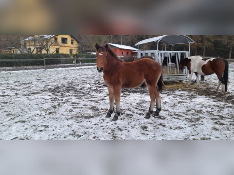 Sang froid allemand rhénan Jument 1 Année 140 cm Bai in Ribnitz-Damgarten