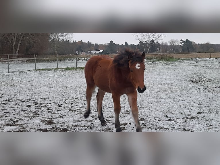 Sang froid allemand rhénan Jument 1 Année 140 cm Bai in Ribnitz-Damgarten