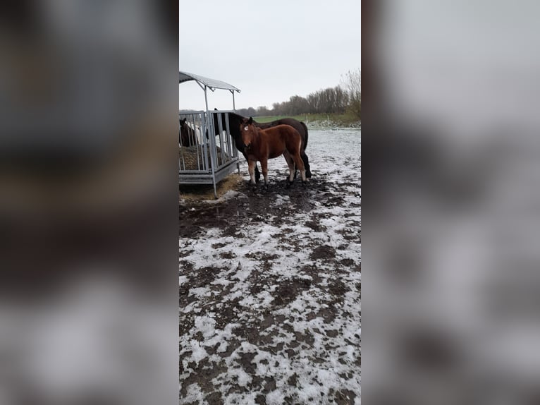 Sang froid allemand rhénan Jument 1 Année 160 cm Bai in Ribnitz-Damgarten