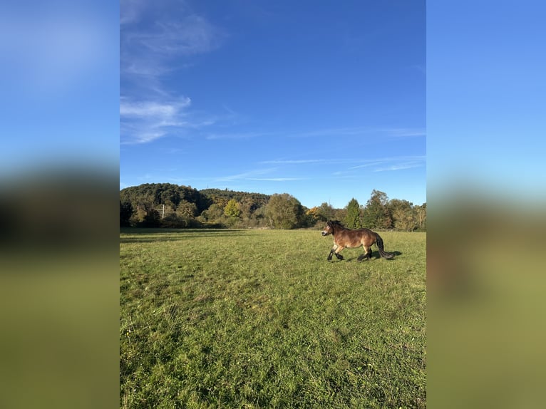 Sang froid allemand rhénan Jument 2 Ans 170 cm Bai in C&#xF6;lbe