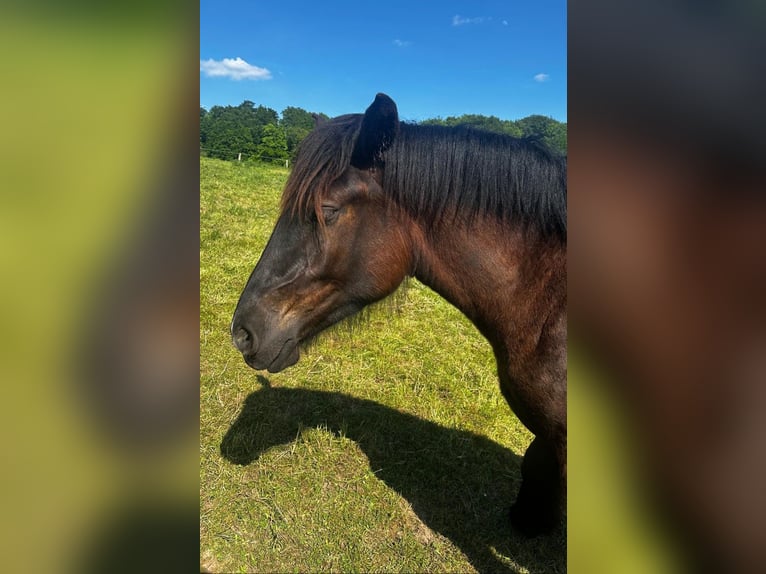 Sang froid allemand rhénan Jument 2 Ans in K&#xFC;rten