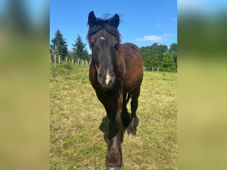Sang froid allemand rhénan Jument 2 Ans in K&#xFC;rten