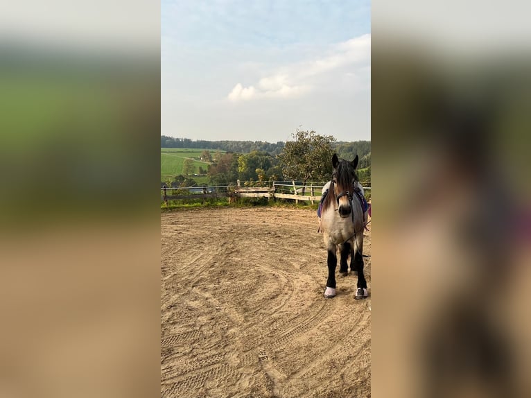 Sang froid allemand rhénan Jument 3 Ans 160 cm in Halver