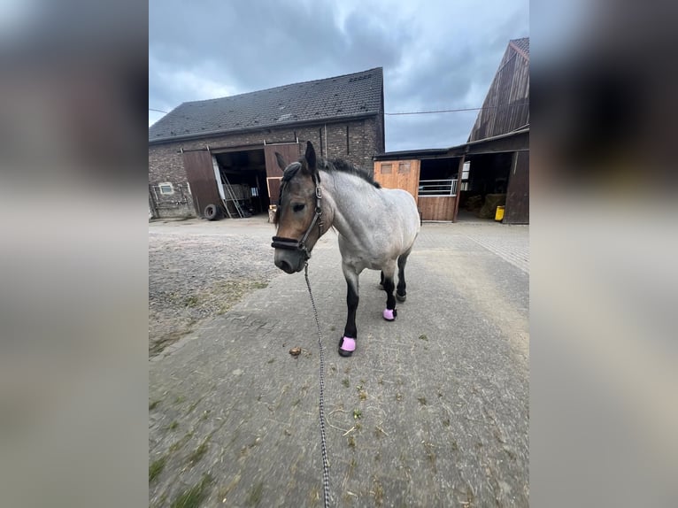 Sang froid allemand rhénan Jument 3 Ans 160 cm in Halver