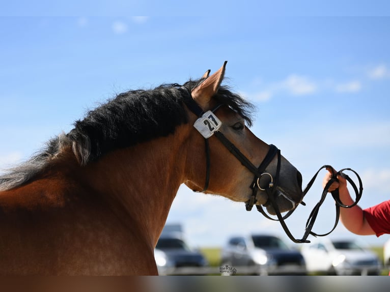 Sang froid allemand rhénan Jument 3 Ans 163 cm Bai in Harsewinkel