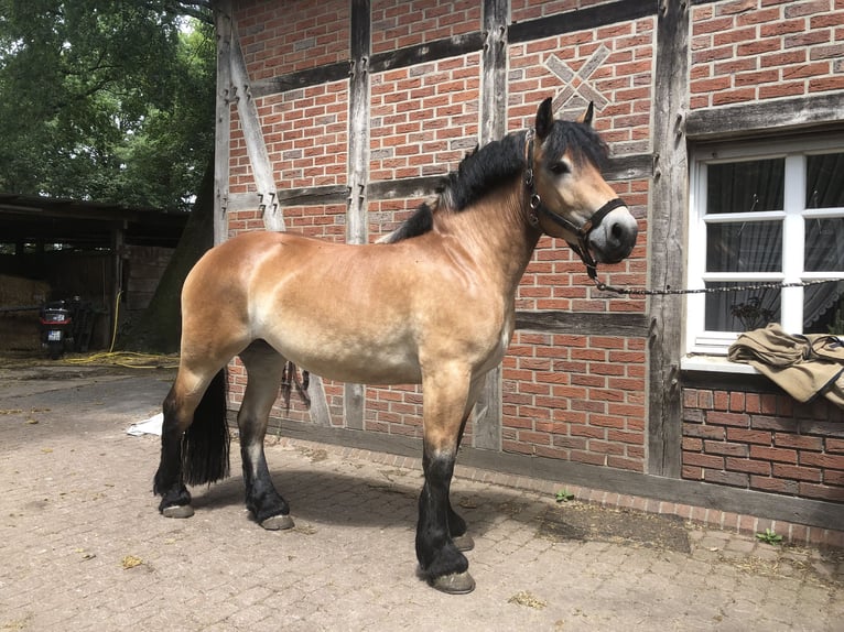 Sang froid allemand rhénan Jument 3 Ans 163 cm Bai in Harsewinkel