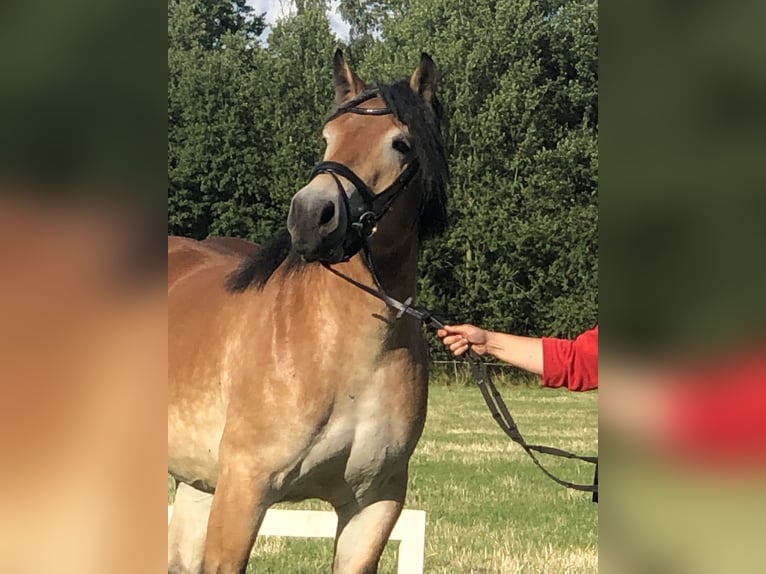 Sang froid allemand rhénan Jument 3 Ans 163 cm Bai in Harsewinkel