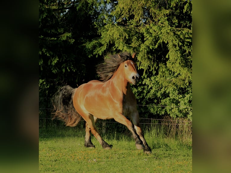 Sang froid allemand rhénan Jument 3 Ans 169 cm Bai in Wismar