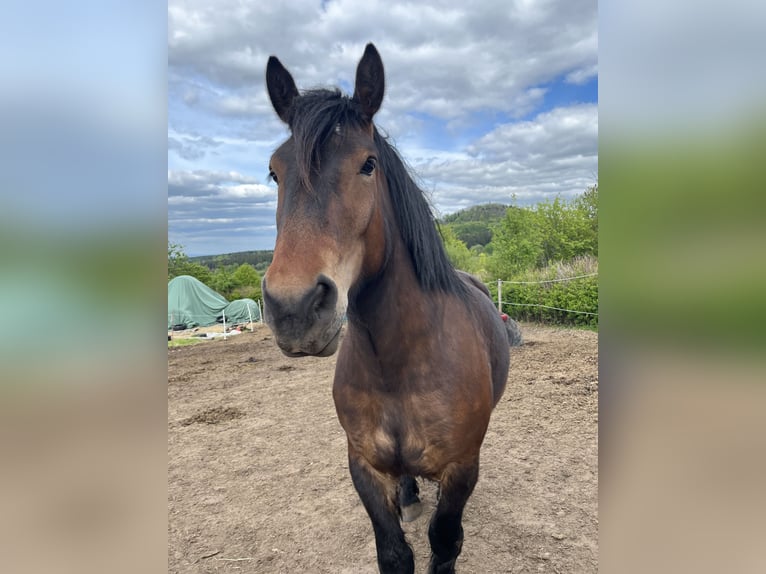 Sang froid allemand rhénan Jument 5 Ans 160 cm Bai in Altenberg