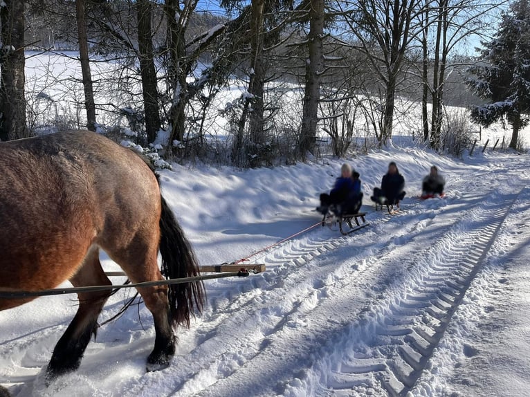 Sang froid allemand rhénan Jument 6 Ans 165 cm Aubère in Attendorn