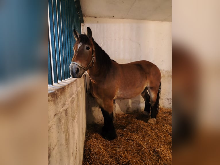 Sang froid allemand rhénan Jument 8 Ans 170 cm in Lichtenau