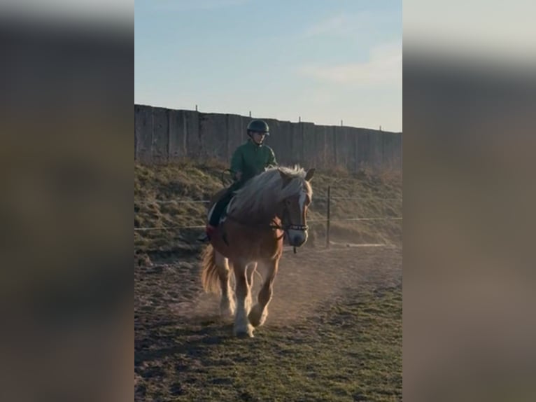 Sang froid allemand rhénan Jument 9 Ans 171 cm Alezan brûlé in Brück