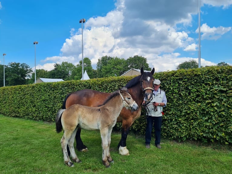 Sang froid allemand rhénan Jument Poulain (04/2024) Bai in Sendenhorst