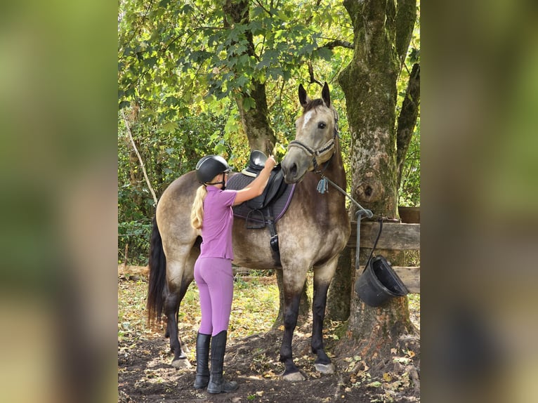 sang froid néerlandais Croisé Étalon Poulain (04/2026) 162 cm Léopard in Beekbergen