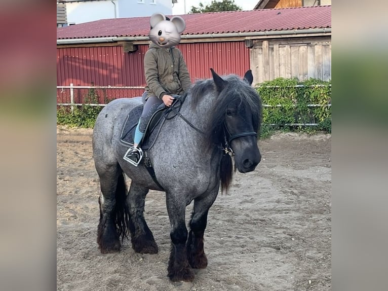 sang froid néerlandais Hongre 10 Ans 170 cm Rouan bleu in Grabenstetten