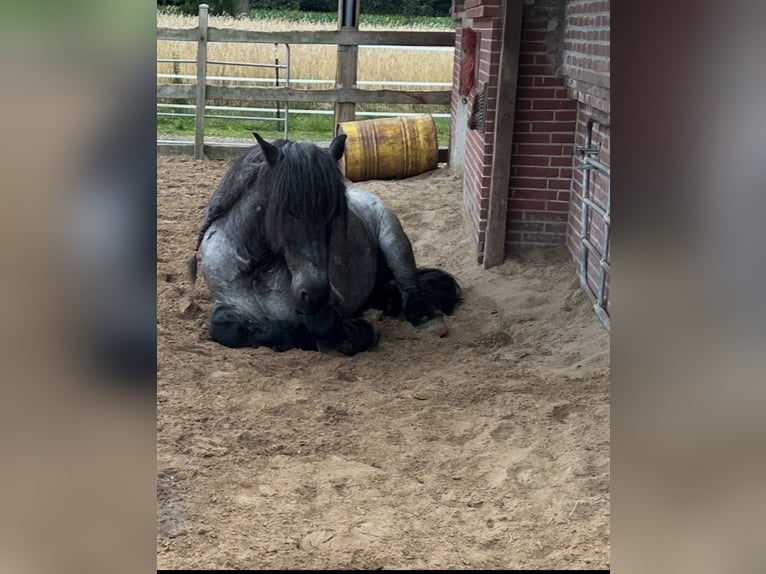 sang froid néerlandais Hongre 4 Ans 165 cm Rouan bleu in Großefehn Ostgroßefehn