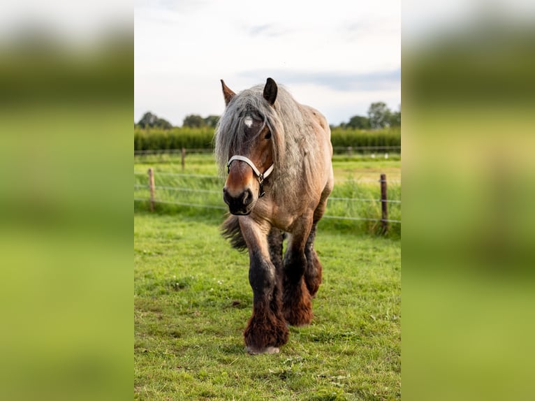 sang froid néerlandais Hongre 6 Ans 177 cm Rouan Rouge in Lienden