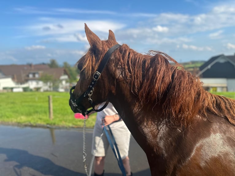 sang froid néerlandais Croisé Jument 1 Année 145 cm Bai in Meinerzhagen