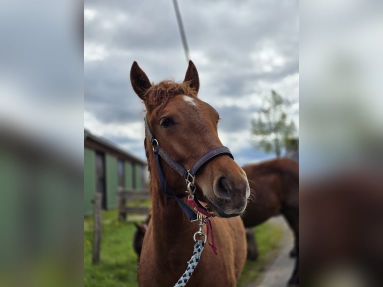 sang froid néerlandais Croisé Jument 1 Année 145 cm Bai in Meinerzhagen