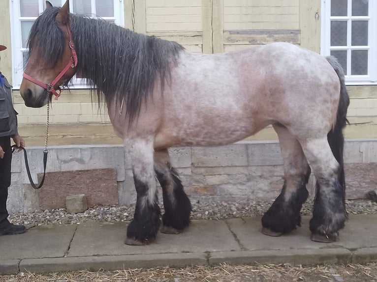 sang froid néerlandais Jument 7 Ans 165 cm Gris (bai-dun) in Wolfenbüttel-Groß stöckheim