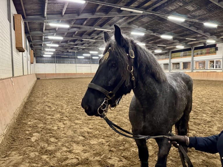 sang froid néerlandais Jument 7 Ans 165 cm Gris noir in Grevenbroich