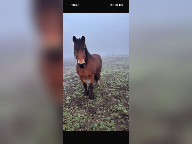 Sang froid Rhénan-westphalien Jument 14 Ans 162 cm Bai in Olfen