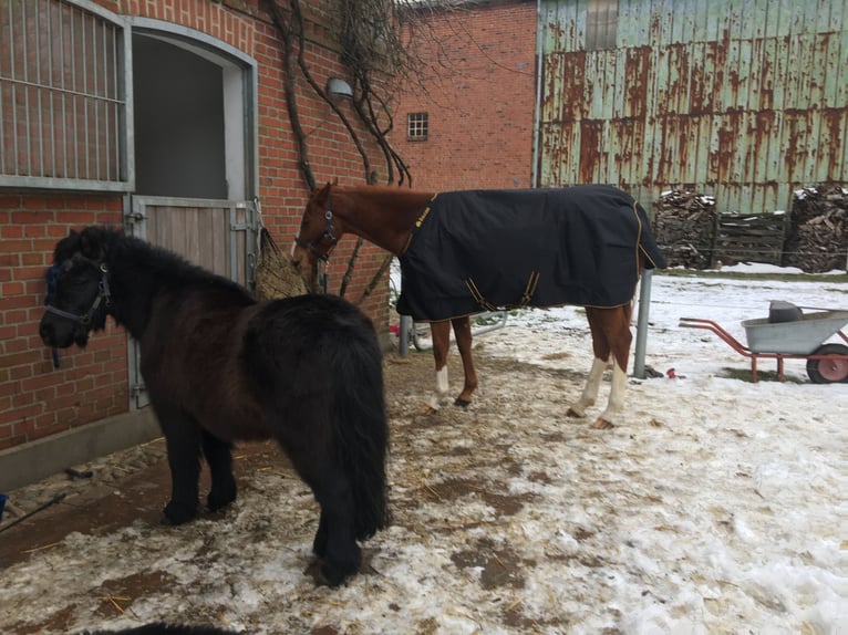 Sang noble allemand Hongre 5 Ans 160 cm Alezan in Fehmarn