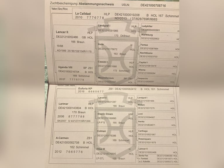 Sang noble allemand Jument 10 Ans 166 cm Gris in MielnoPoznan