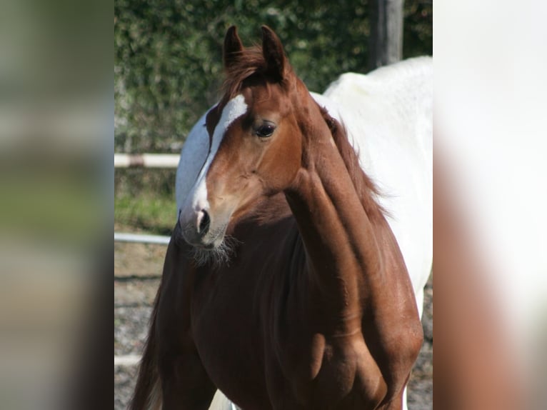 Sang noble allemand Jument 1 Année Alezan in Crivitz