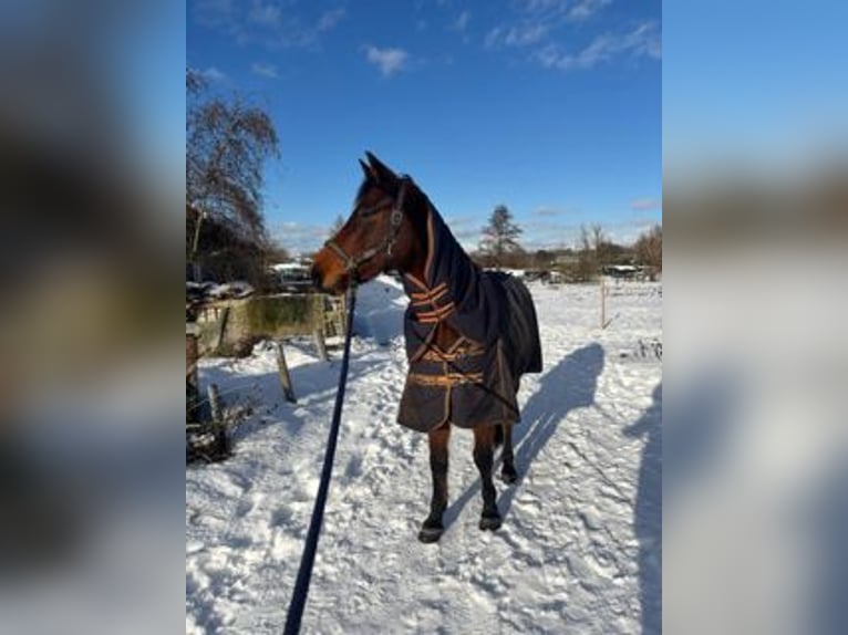 sangre caliente belga Caballo castrado 10 años 163 cm Castaño in Rotterdam