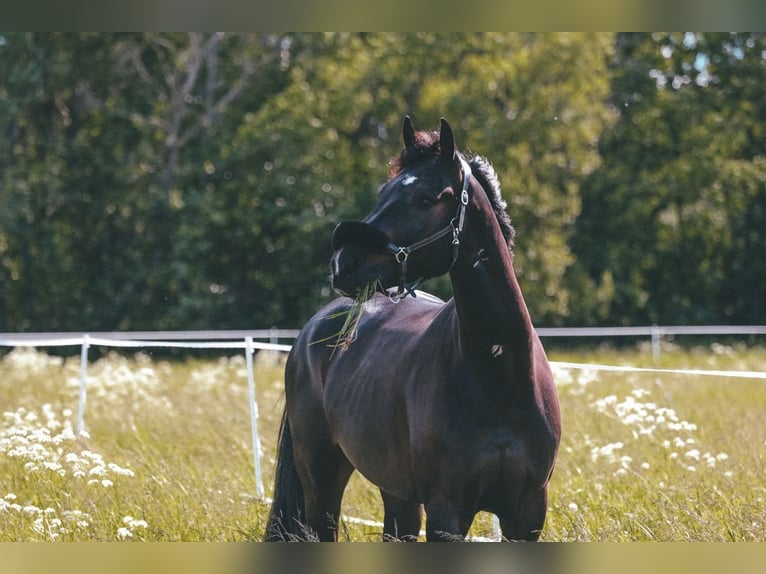 sangre caliente belga Caballo castrado 10 años 165 cm Castaño oscuro in Reuver