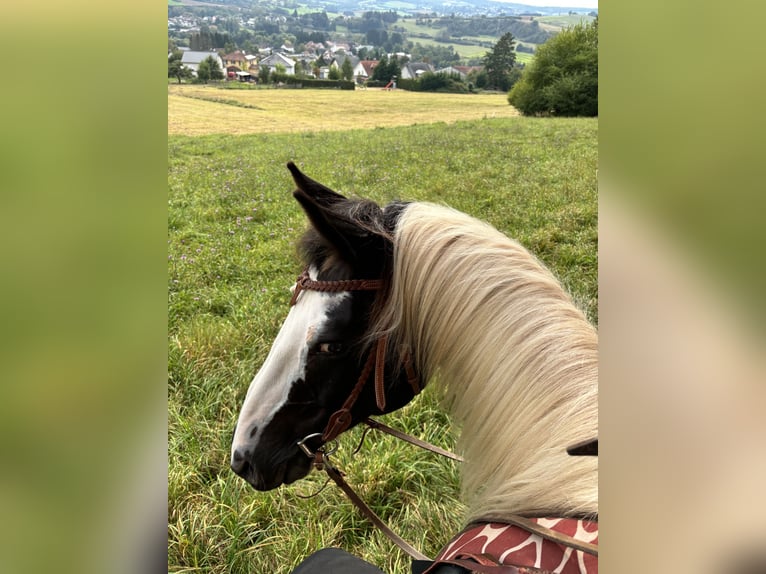 sangre caliente belga Mestizo Caballo castrado 10 años 165 cm Pío in Merchweiler