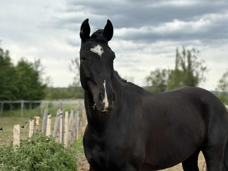 sangre caliente belga Caballo castrado 10 años 167 cm Negro in N&#xEE;mes