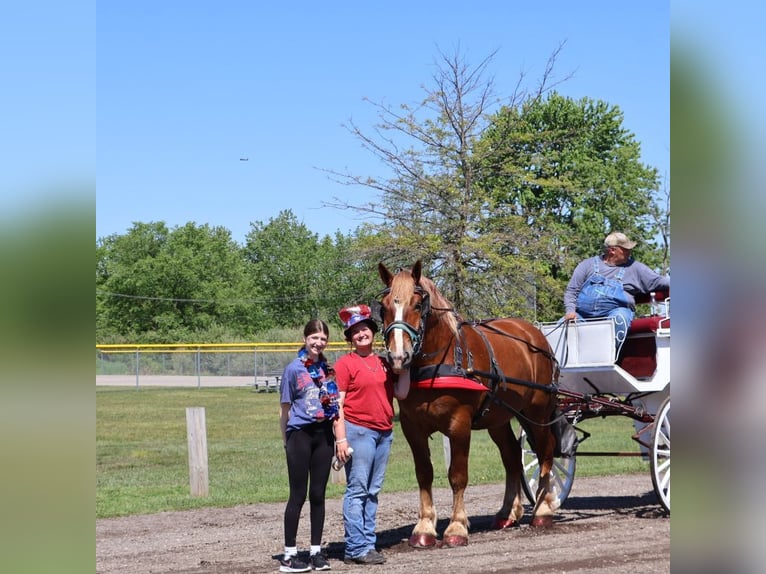 sangre caliente belga Caballo castrado 10 años 173 cm Alazán-tostado in Howell