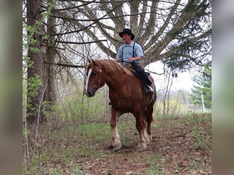sangre caliente belga Caballo castrado 10 años 173 cm Alazán-tostado in Howell