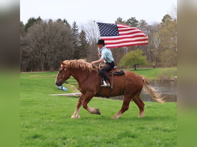 sangre caliente belga Caballo castrado 10 años 173 cm Alazán-tostado in Howell