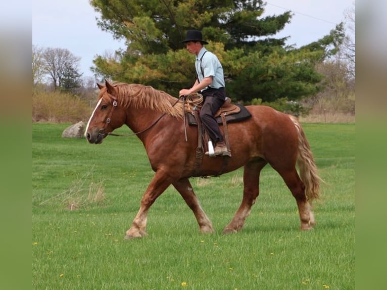 sangre caliente belga Caballo castrado 10 años 173 cm Alazán-tostado in Howell