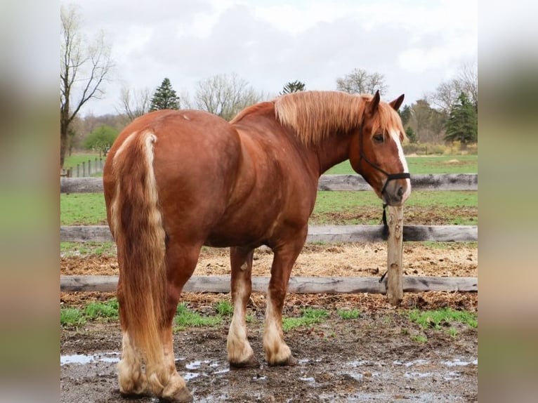 sangre caliente belga Caballo castrado 10 años 173 cm Alazán-tostado in Howell