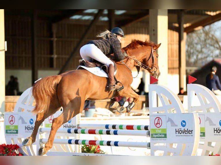 sangre caliente belga Caballo castrado 10 años 174 cm Alazán in Bad Wurzach