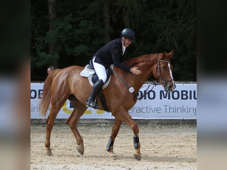 sangre caliente belga Caballo castrado 10 años 174 cm Alazán in Bad Wurzach