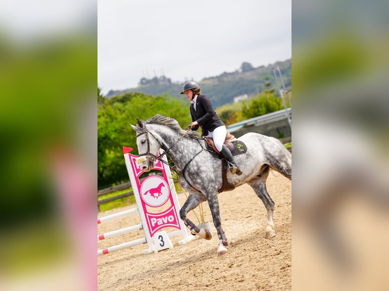 sangre caliente belga Caballo castrado 10 años 178 cm Tordo in GORNAZO