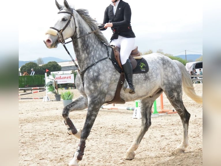 sangre caliente belga Caballo castrado 10 años 178 cm Tordo in GORNAZO