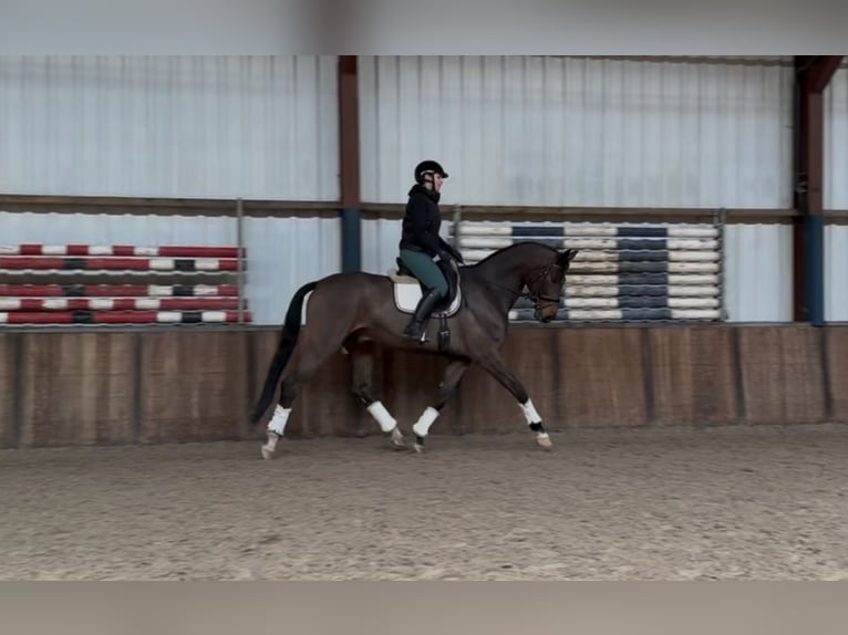 sangre caliente belga Caballo castrado 10 años 180 cm Castaño in Oud Gastel