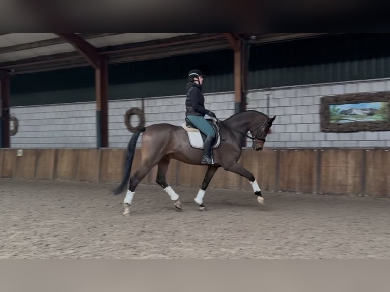 sangre caliente belga Caballo castrado 10 años 180 cm Castaño in Oud Gastel